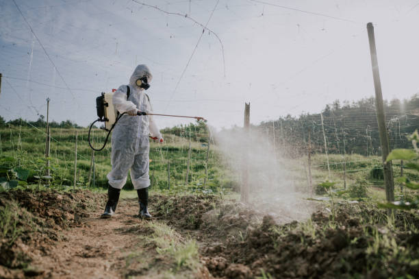 Best Ant Control Services  in Freeport, TX
