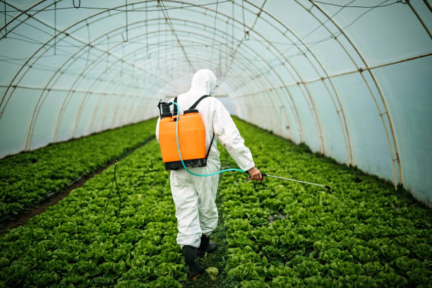 Best Local Pest Control Services  in Freeport, TX