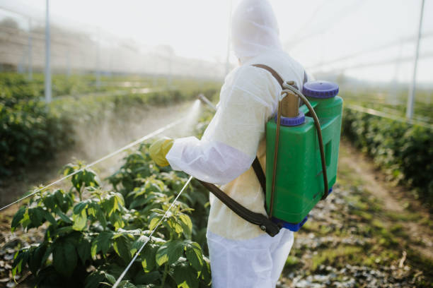 Best Bed Bug Extermination  in Freeport, TX
